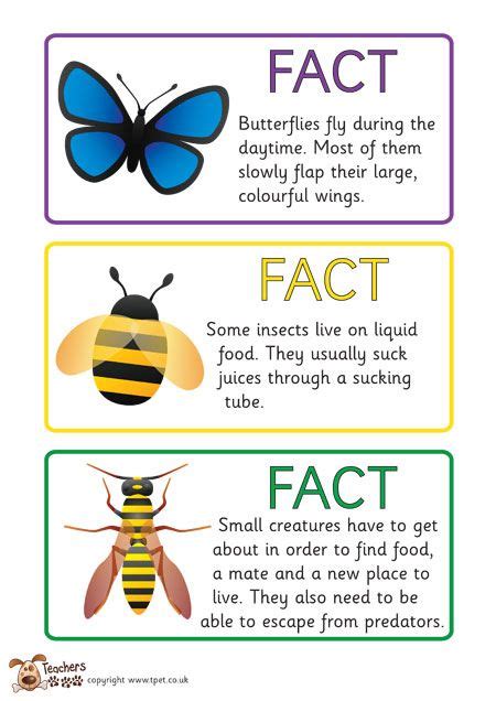 Printable Insect Fact Sheets